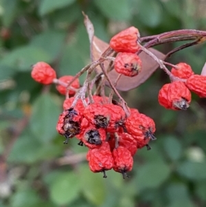 Cotoneaster glaucophyllus at Jerrabomberra, NSW - 13 Jun 2022