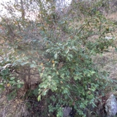 Cotoneaster glaucophyllus at Jerrabomberra, NSW - 13 Jun 2022