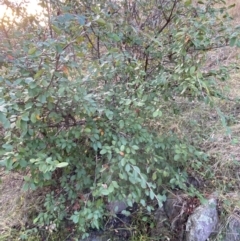 Cotoneaster glaucophyllus at Jerrabomberra, NSW - 13 Jun 2022 04:34 PM