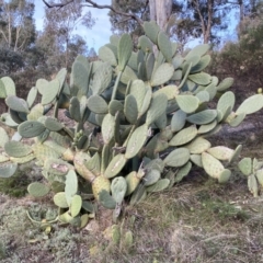 Opuntia ficus-indica (Indian Fig, Spineless Cactus) at Jerrabomberra, NSW - 13 Jun 2022 by SteveBorkowskis