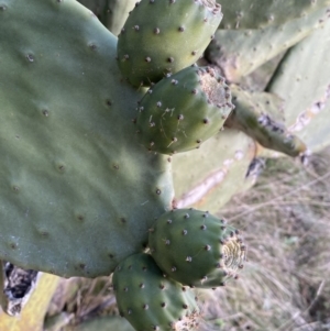 Opuntia ficus-indica at Jerrabomberra, NSW - 13 Jun 2022