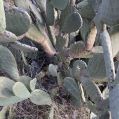 Opuntia ficus-indica at Jerrabomberra, NSW - 13 Jun 2022