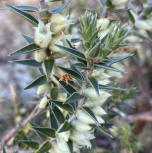 Melichrus urceolatus at Jerrabomberra, NSW - 13 Jun 2022