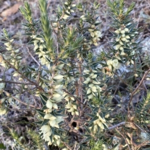 Melichrus urceolatus at Jerrabomberra, NSW - 13 Jun 2022