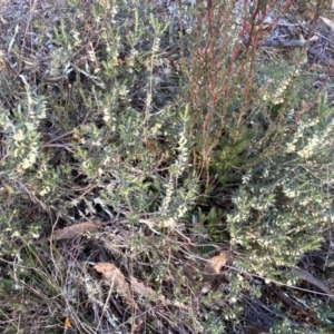 Melichrus urceolatus at Jerrabomberra, NSW - 13 Jun 2022