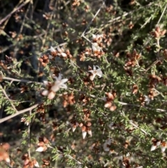 Cryptandra speciosa subsp. speciosa (Silky Cryptandra) at Jerrabomberra, NSW - 13 Jun 2022 by Steve_Bok