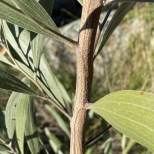 Acacia melanoxylon at Jerrabomberra, NSW - 13 Jun 2022