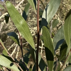 Acacia melanoxylon at Jerrabomberra, NSW - 13 Jun 2022