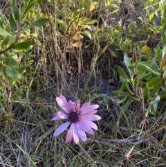 Dimorphotheca ecklonis (African Daisy) at Jerrabomberra, NSW - 13 Jun 2022 by Steve_Bok