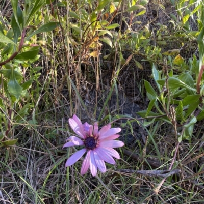 Dimorphotheca ecklonis (South African Daisy) at Jerrabomberra, NSW - 13 Jun 2022 by SteveBorkowskis