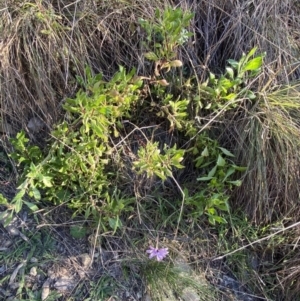 Dimorphotheca ecklonis at Jerrabomberra, NSW - 13 Jun 2022