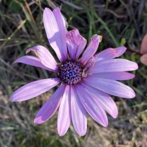 Dimorphotheca ecklonis at Jerrabomberra, NSW - 13 Jun 2022