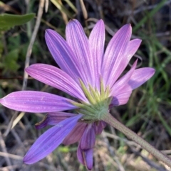 Dimorphotheca ecklonis at Jerrabomberra, NSW - 13 Jun 2022