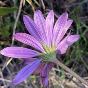 Dimorphotheca ecklonis at Jerrabomberra, NSW - 13 Jun 2022