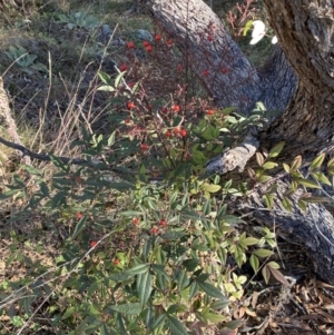 Nandina domestica at Jerrabomberra, NSW - 13 Jun 2022