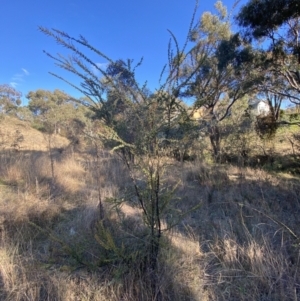 Acacia pravissima at Jerrabomberra, NSW - 13 Jun 2022