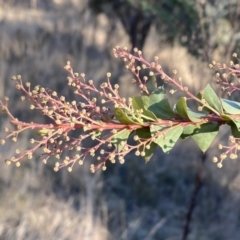 Acacia pravissima at Jerrabomberra, NSW - 13 Jun 2022