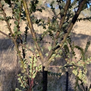 Acacia pravissima at Jerrabomberra, NSW - 13 Jun 2022