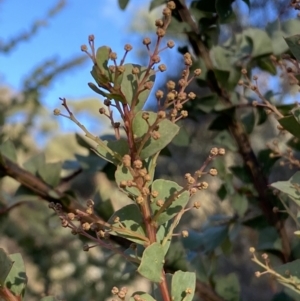 Acacia pravissima at Jerrabomberra, NSW - 13 Jun 2022