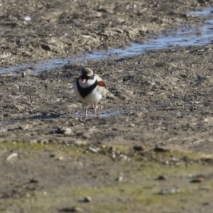 Charadrius melanops at Tralee, NSW - 12 Jun 2022