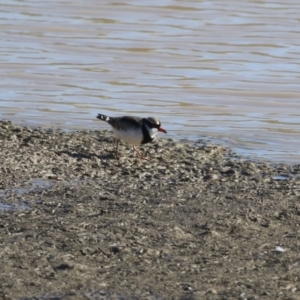 Charadrius melanops at Tralee, NSW - 12 Jun 2022