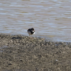 Charadrius melanops at Tralee, NSW - 12 Jun 2022 02:30 PM