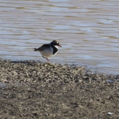 Charadrius melanops at Tralee, NSW - 12 Jun 2022 02:30 PM