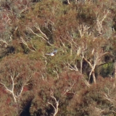 Elanus axillaris at Environa, NSW - 12 Jun 2022 03:47 PM