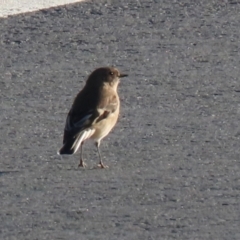 Petroica phoenicea at Environa, NSW - 12 Jun 2022