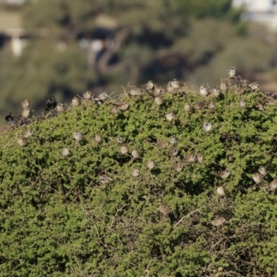 Passer domesticus (House Sparrow) at Environa, NSW - 12 Jun 2022 by RodDeb