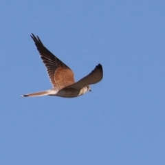 Falco cenchroides (Nankeen Kestrel) at Environa, NSW - 12 Jun 2022 by RodDeb