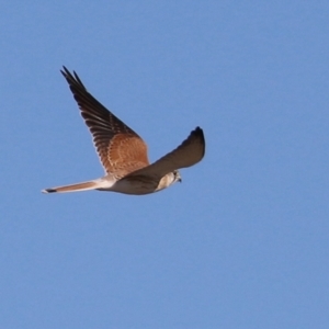 Falco cenchroides at Environa, NSW - 12 Jun 2022 02:12 PM