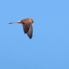 Falco cenchroides at Environa, NSW - 12 Jun 2022 02:12 PM