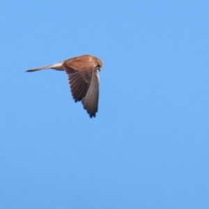 Falco cenchroides at Environa, NSW - 12 Jun 2022 02:12 PM