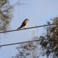 Falco cenchroides at Environa, NSW - 12 Jun 2022 02:12 PM