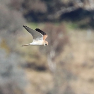 Falco cenchroides at Environa, NSW - 12 Jun 2022 02:12 PM