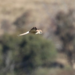 Falco cenchroides at Environa, NSW - 12 Jun 2022 02:12 PM