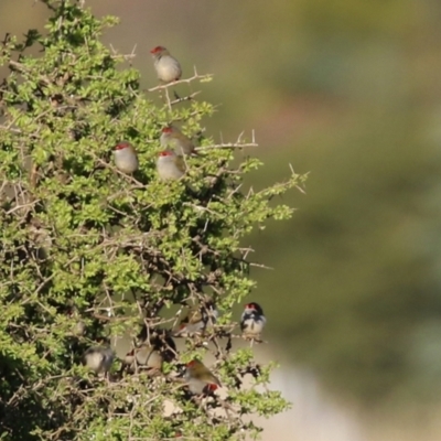 Neochmia temporalis (Red-browed Finch) at Environa, NSW - 12 Jun 2022 by RodDeb