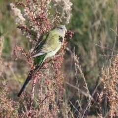 Psephotus haematonotus (Red-rumped Parrot) at Tralee, NSW - 12 Jun 2022 by RodDeb