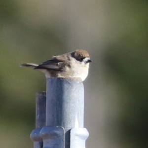 Aphelocephala leucopsis at Tralee, NSW - 12 Jun 2022