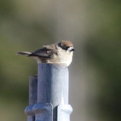 Aphelocephala leucopsis (Southern Whiteface) at Tralee, NSW - 12 Jun 2022 by RodDeb