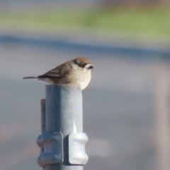 Aphelocephala leucopsis at Tralee, NSW - 12 Jun 2022 01:59 PM