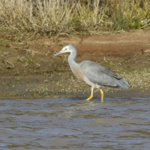 Egretta novaehollandiae at Tralee, NSW - 12 Jun 2022