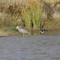 Egretta novaehollandiae at Tralee, NSW - 12 Jun 2022