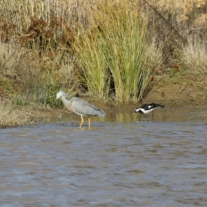 Egretta novaehollandiae at Tralee, NSW - 12 Jun 2022