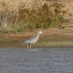 Egretta novaehollandiae at Tralee, NSW - 12 Jun 2022