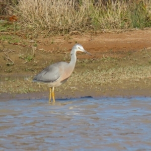 Egretta novaehollandiae at Tralee, NSW - 12 Jun 2022