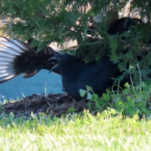 Corcorax melanorhamphos at Tralee, NSW - 12 Jun 2022 02:14 PM