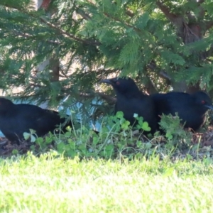 Corcorax melanorhamphos at Tralee, NSW - 12 Jun 2022 02:14 PM