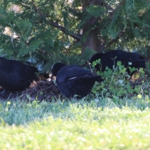 Corcorax melanorhamphos at Tralee, NSW - 12 Jun 2022 02:14 PM